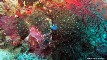 Sentinal Sea Squirt