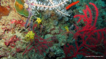 Colochirus Robustus