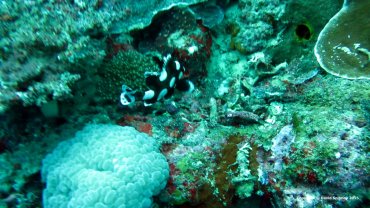 Clown Sweetlips