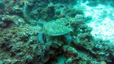 Hawksbill Sea Turtle
