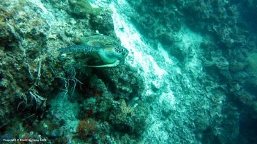 Hawksbill Sea Turtle