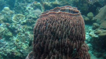 Barrel Sponge