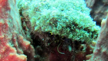Hermit Crab
