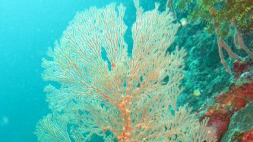 Fan Coral