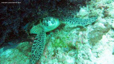 Hawksbill Sea Turtle