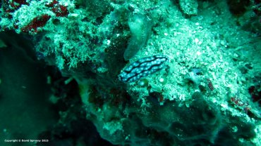 Varicose Wart Slug