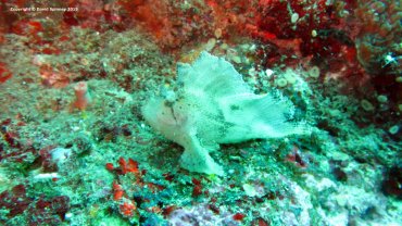 Leaf Scorpionfish