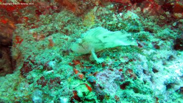 Leaf Scorpionfish