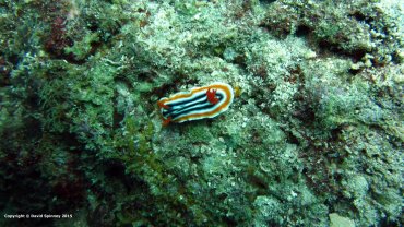 Chromodoris Magnifica