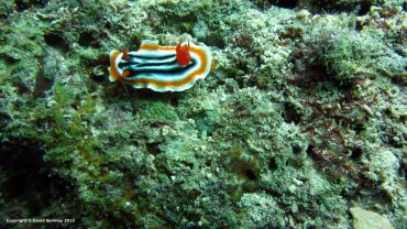 Chromodoris Magnifica