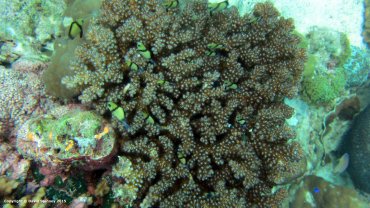 Reticulated Damselfish