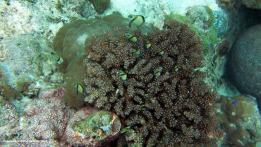 Reticulated Damselfish