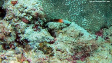 Firefish