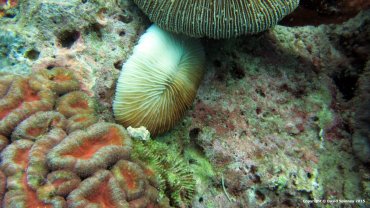 Mushroom Coral