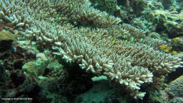 Reticulated Damselfish