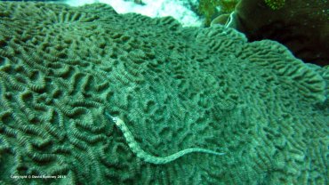 Dragonface Pipefish