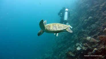 Hawksbill Sea Turtle