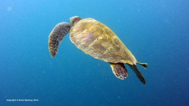 Hawksbill Sea Turtle