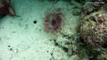 Feather Tubeworm