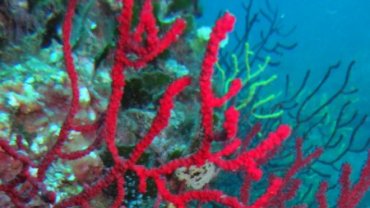 Red Fire Coral