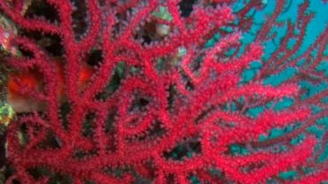 Red Fire Coral