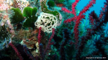 Nudibranch Eggs