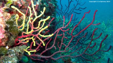 Multi-Colour Gorgonia