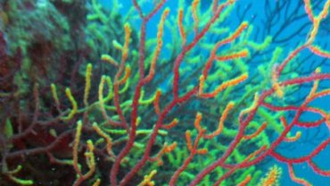 Multi-Colour Gorgonia