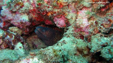 Moray Eel