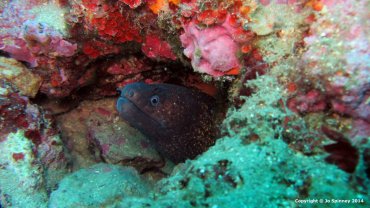 Moray Eel