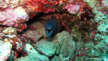 That's a Moray