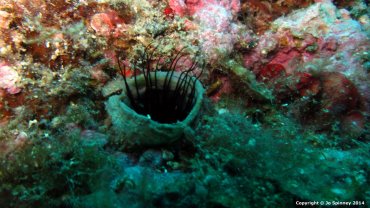 Feather Tube Anemone