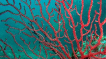 Red Fire Gorgonia Coral