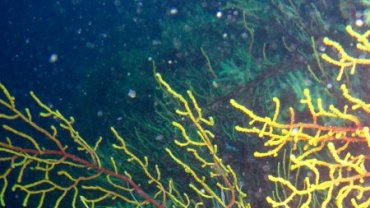 Multi-Colour Gorgonia