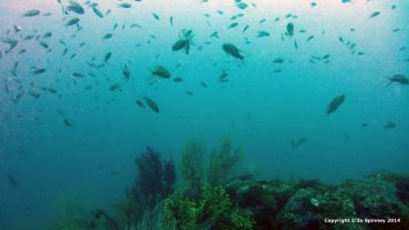 Reef Fish