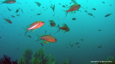 Swallow-Tailed Sea Perch