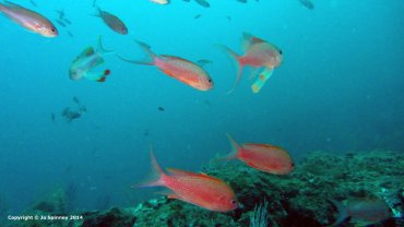 Swallow-Tailed Sea Perch