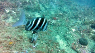 Zebra Sea Bream