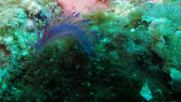 Pink Flabellina