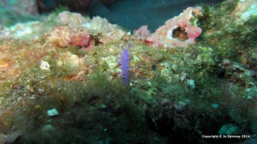 Pink Flabellina
