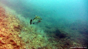 Grouper