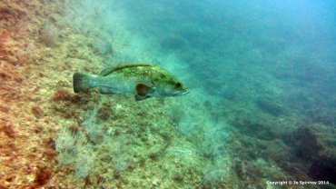 Grouper