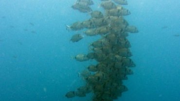School of Sea Bream