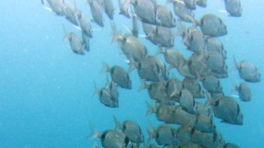 School of Sea Bream