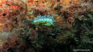 Cratena Peregrina - Hervia