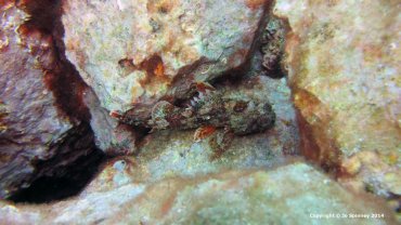 Scorpionfish