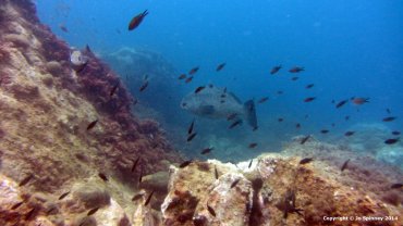 A Big Grouper