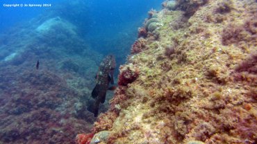 Grouper