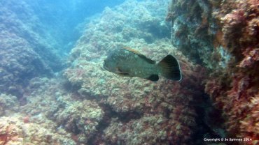 Grouper