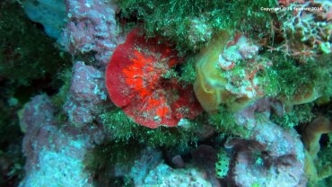 Red and Orange Hard Coral